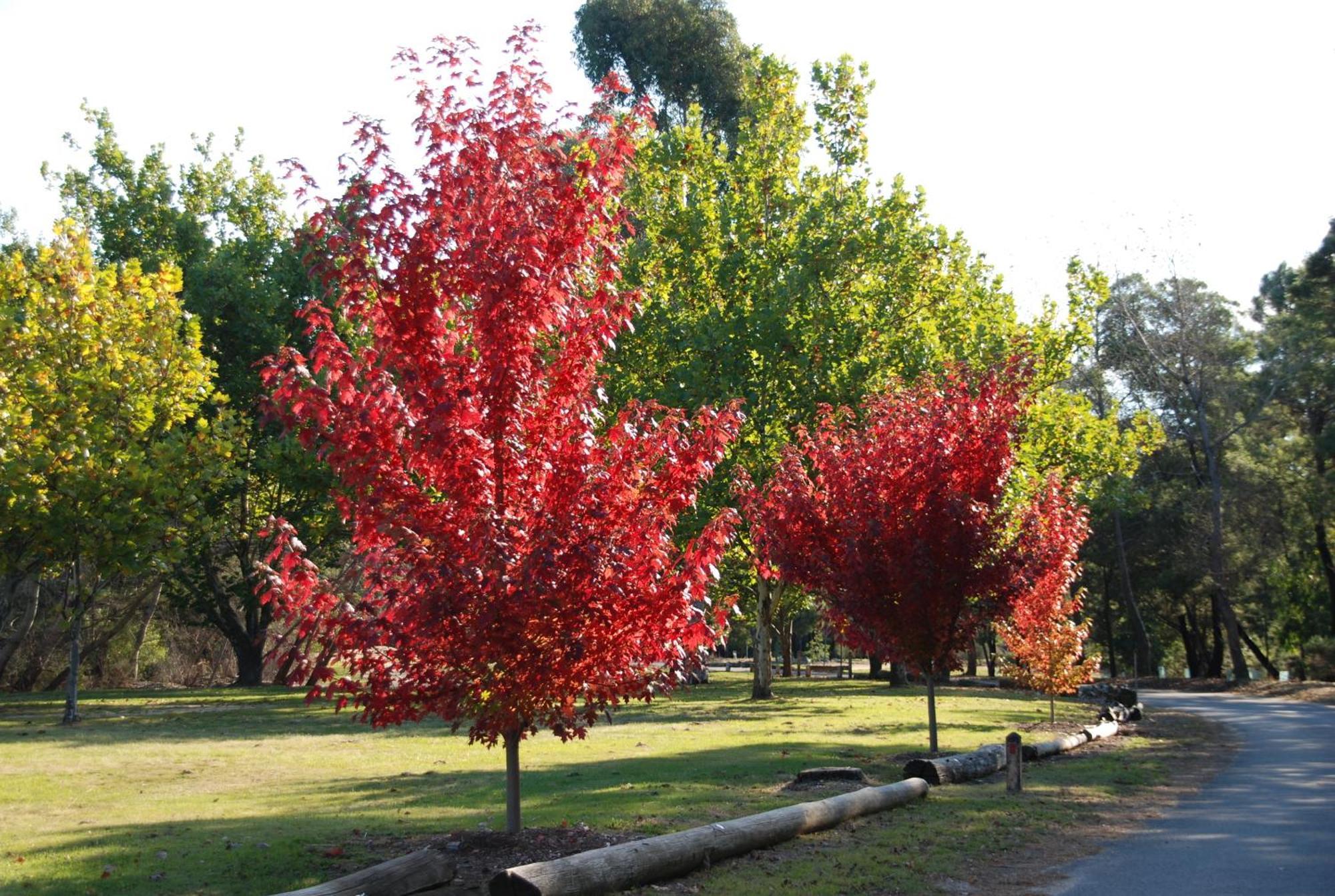 Beechworth Lake Sambell Caravan Park Exteriér fotografie